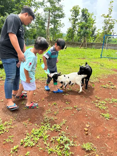 anak main di peternakan