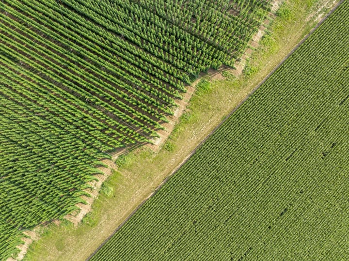 Landwirtschaftliche Flächen mit Mähdreschern bei der Ernte und parallele Nutzung durch Windkraftanlagen
