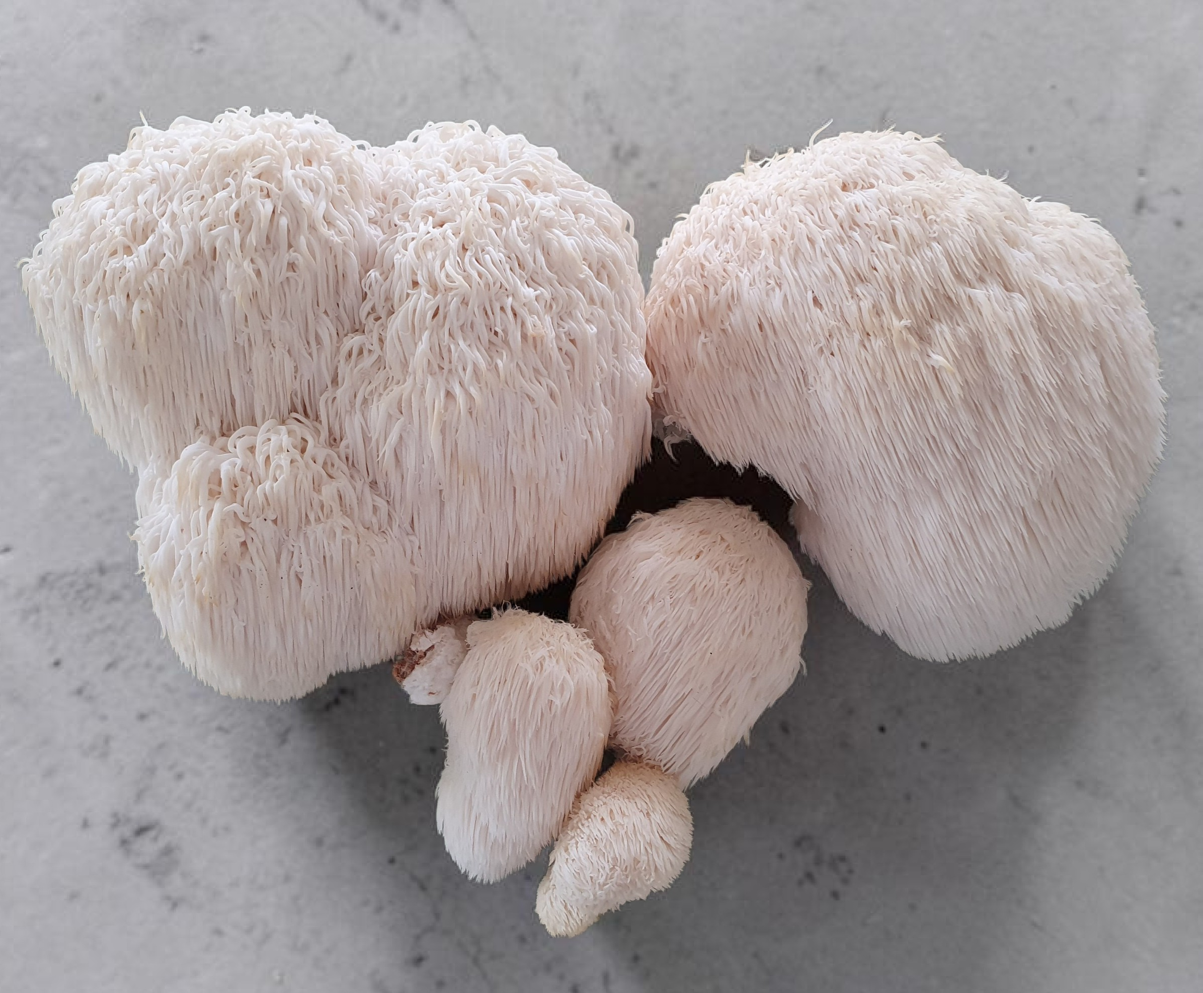 Freshly harvested Lion's Mane mushroom