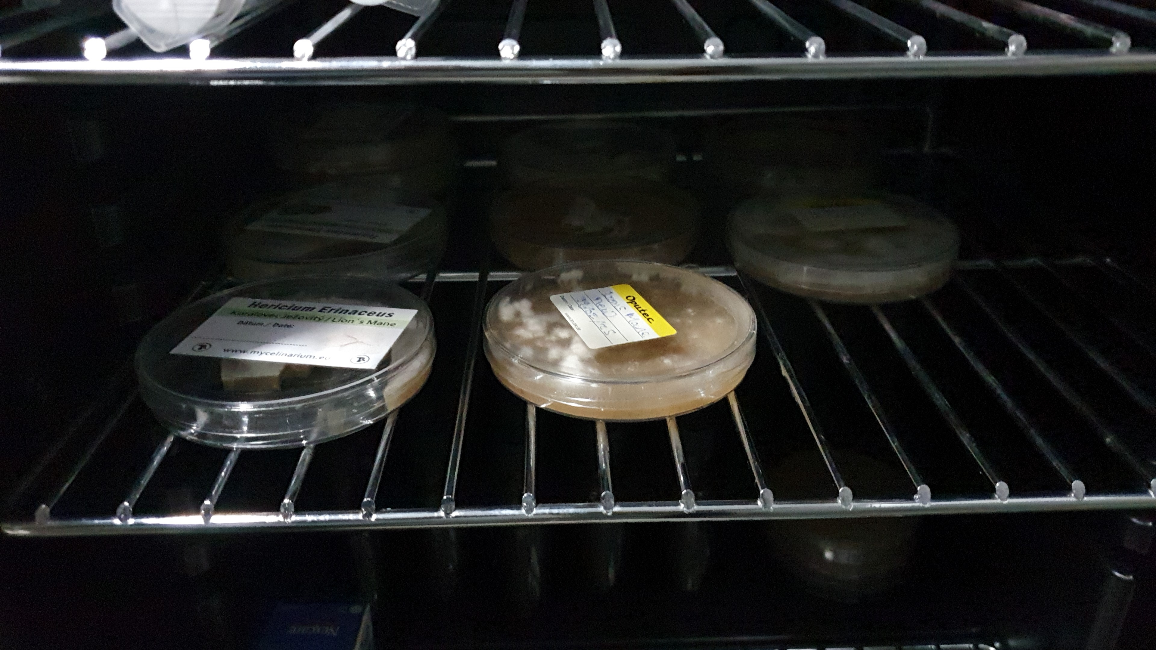 Lion's Mane mycelium agar plates stored in a fridge