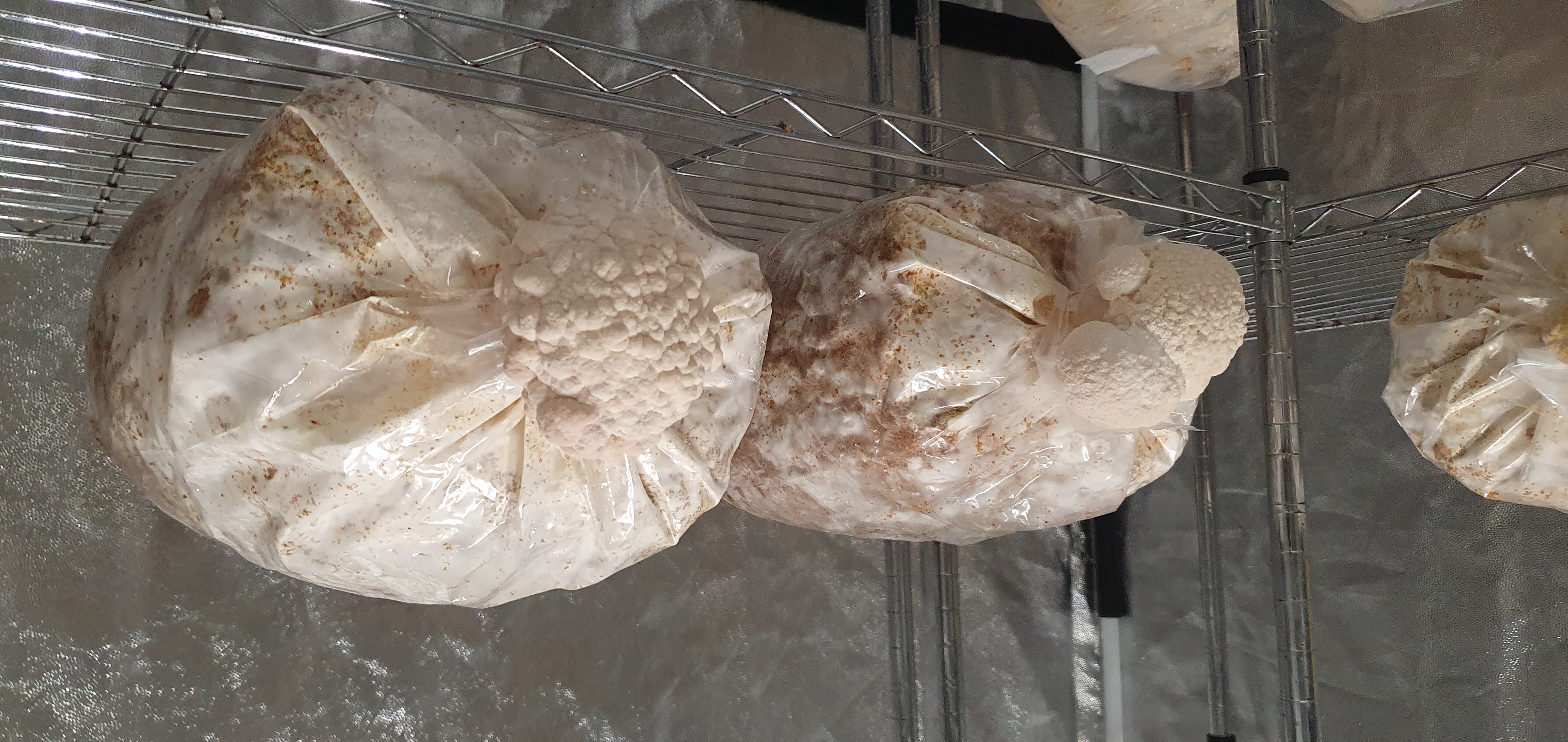 Developing Lion's Mane fruiting blocks in the growing chamber