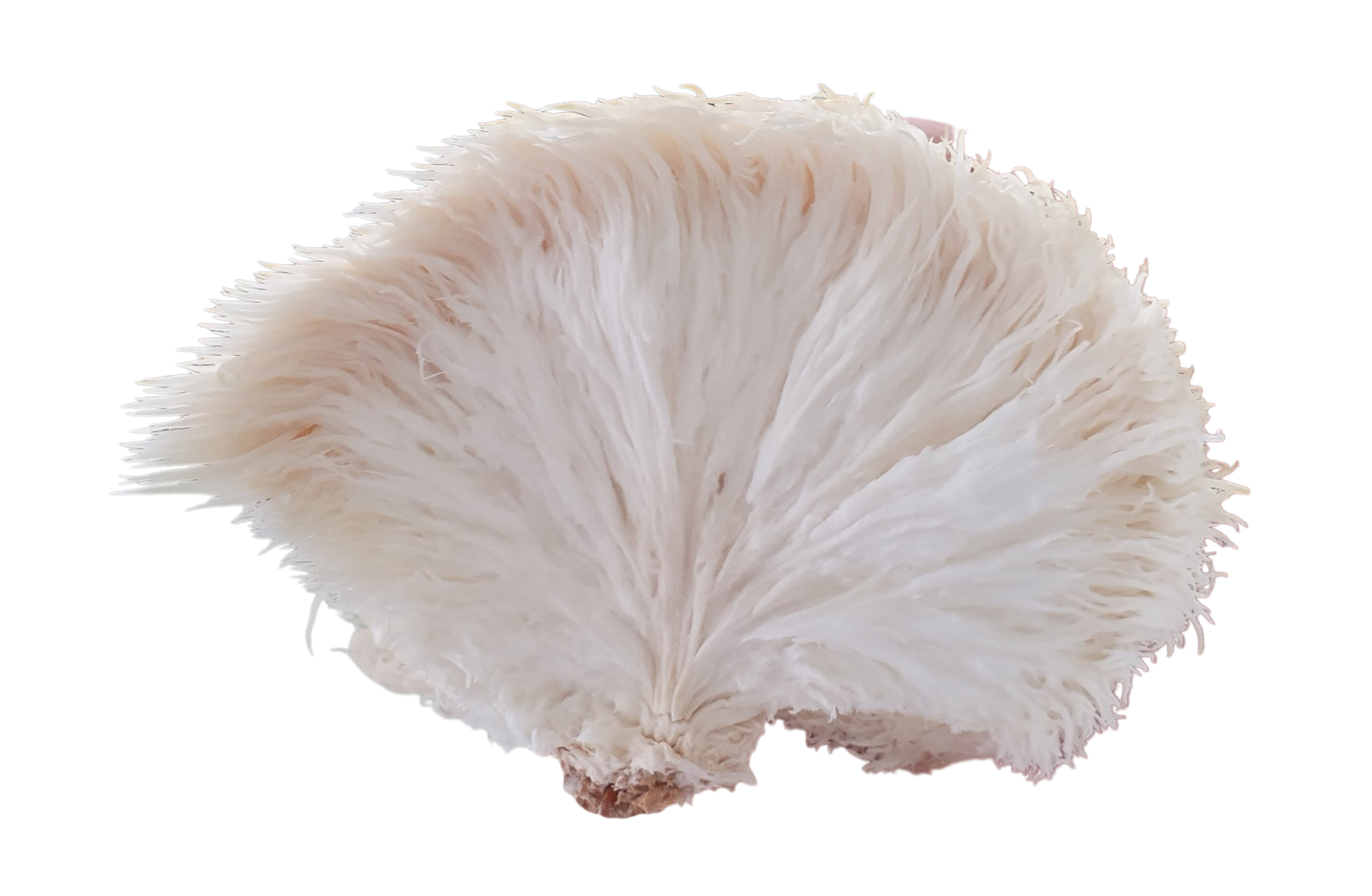 Cross-section of a Lion's Mane mushroom fruiting body