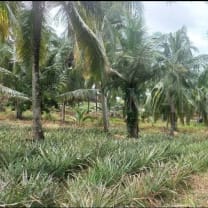 Land For Sale in Kurunegala