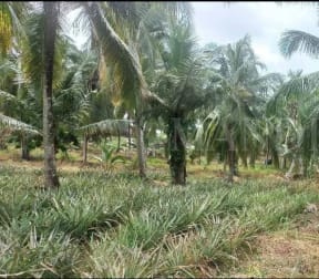 Land For Sale in Kurunegala