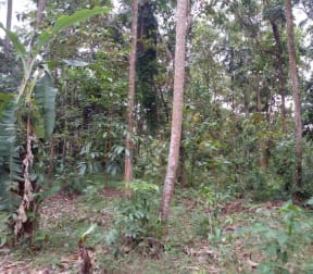 Land For Sale in Gampaha