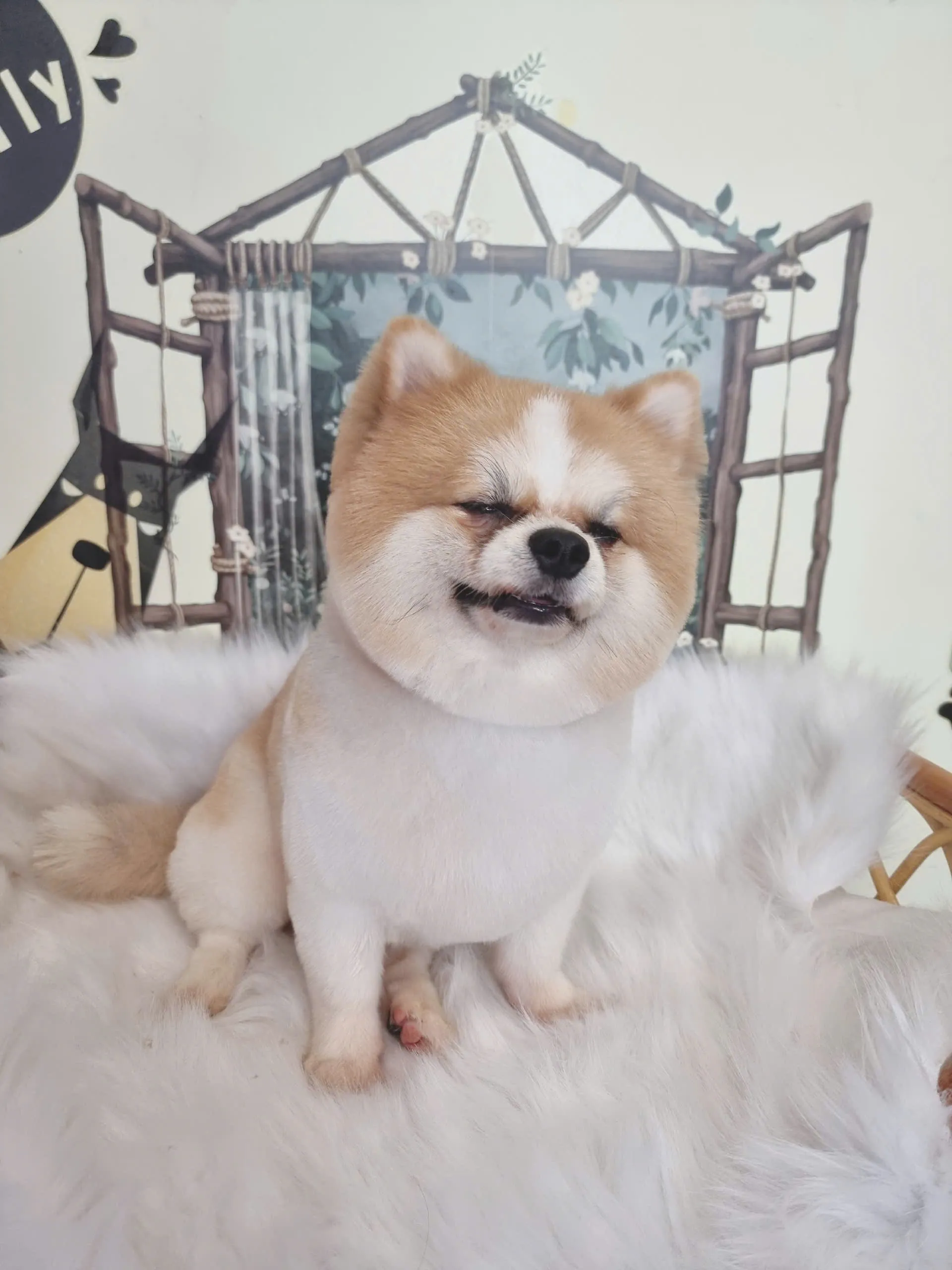 "Cách Chọn Dầu Gội Phù Hợp Cho Từng Loại Lông Thú Cưng"
