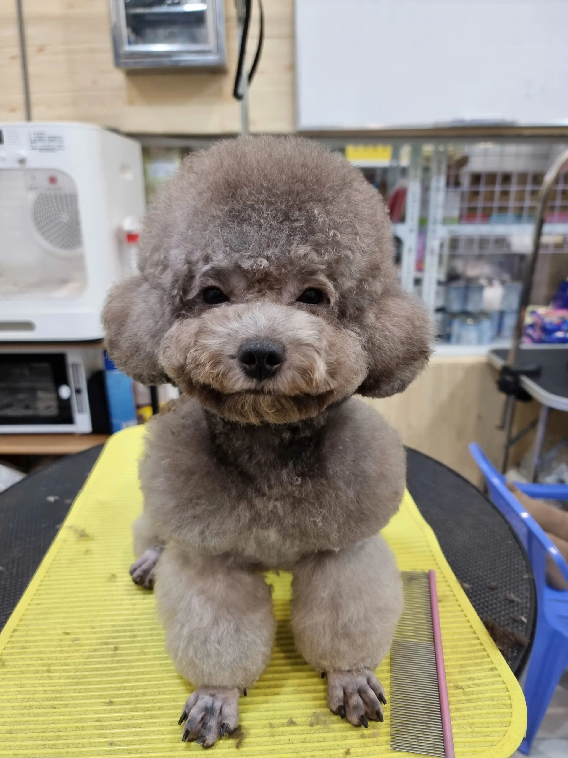  "Những Dấu Hiệu Cho Thấy Thú Cưng Của Bạn Cần Được Grooming Ngay"