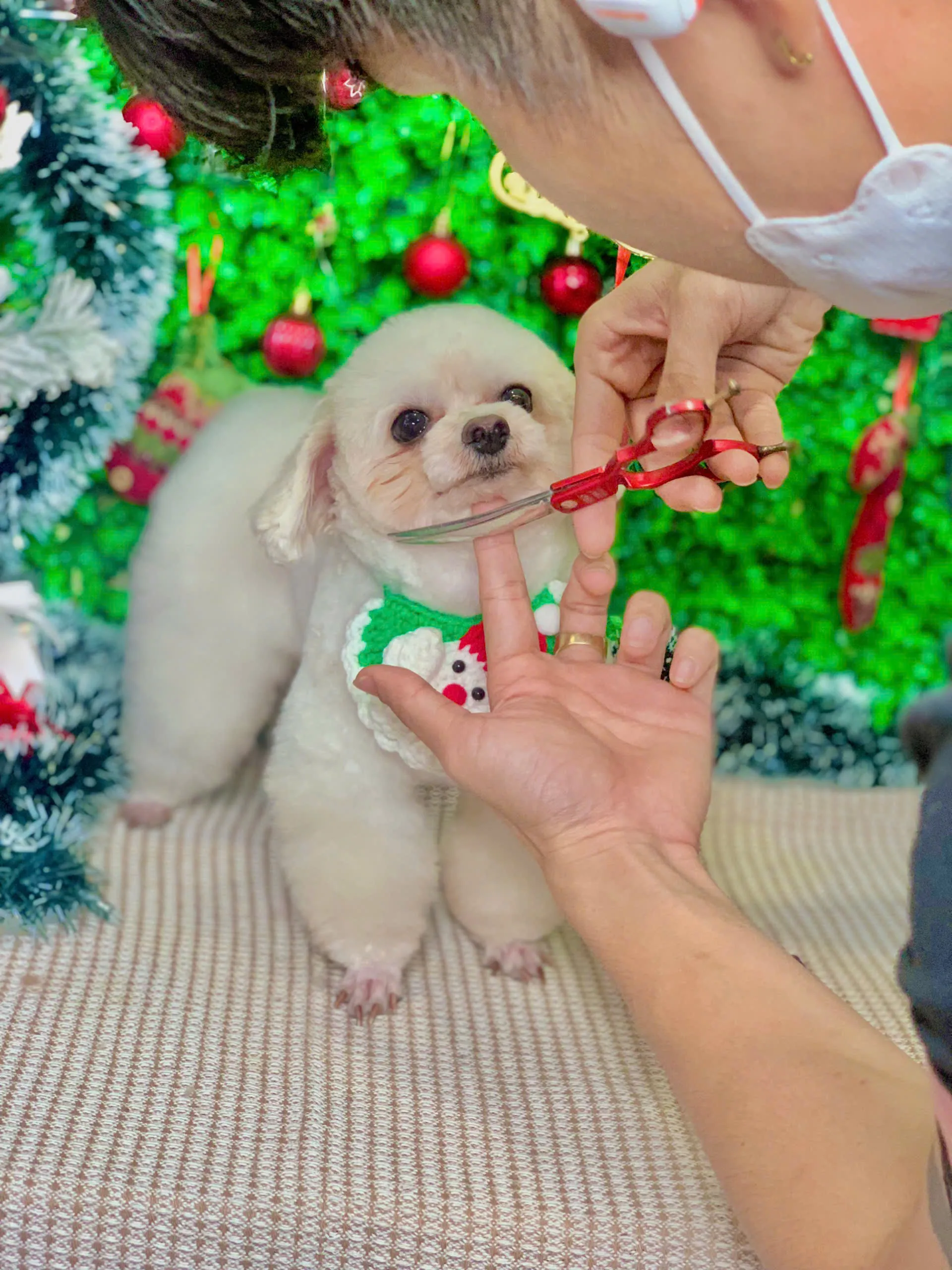 "Tại Sao Grooming Định Kỳ Là Chìa Khóa Cho Sức Khỏe Thú Cưng?"