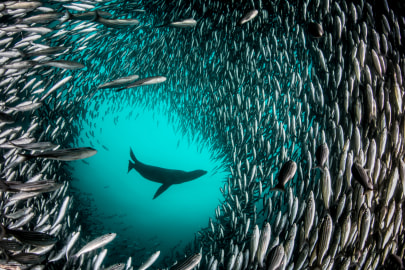 Pristine Seas