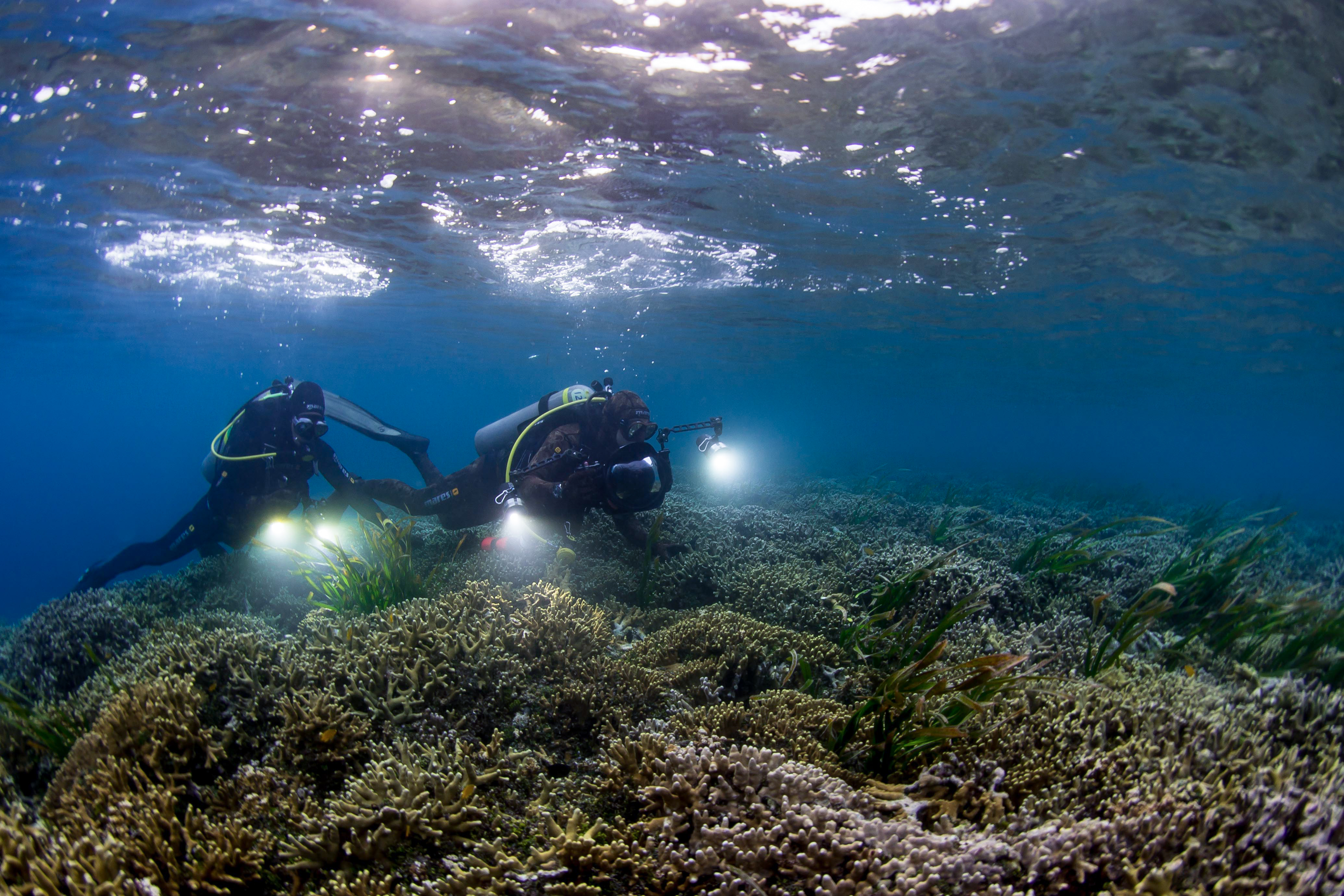 Экспедиция в море. Наука и море. National Geographic Explorer Underwater. Pristine Seas: the Power of Protection. Shinty things in Ocean.