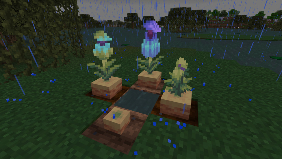 Cultivating Pitcher Plants