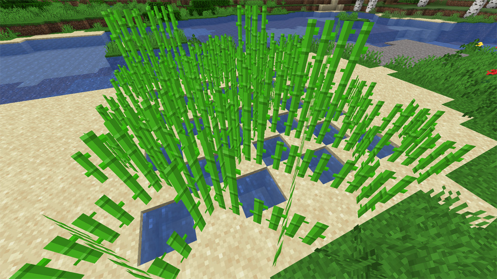 Sugar Cane Farm