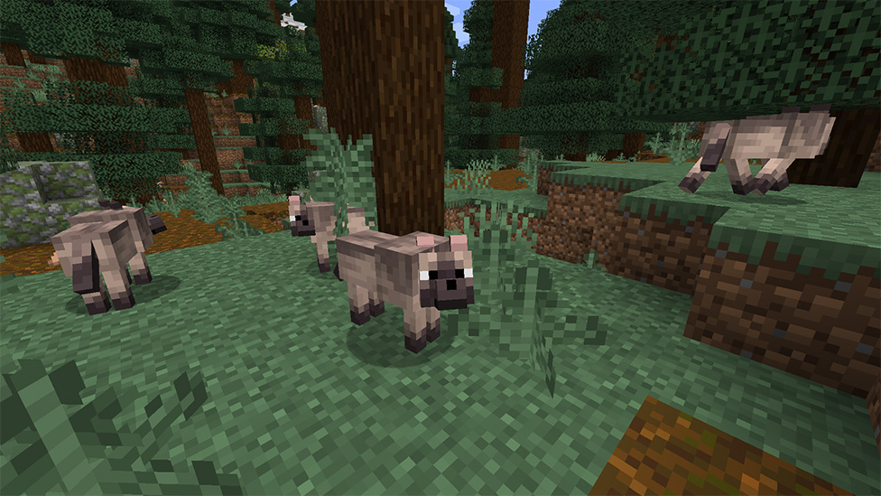 Things You Didn t Know About Wolves In Minecraft ScalaCube Things You Didn t Know About Wolves In Minecraft ScalaCube