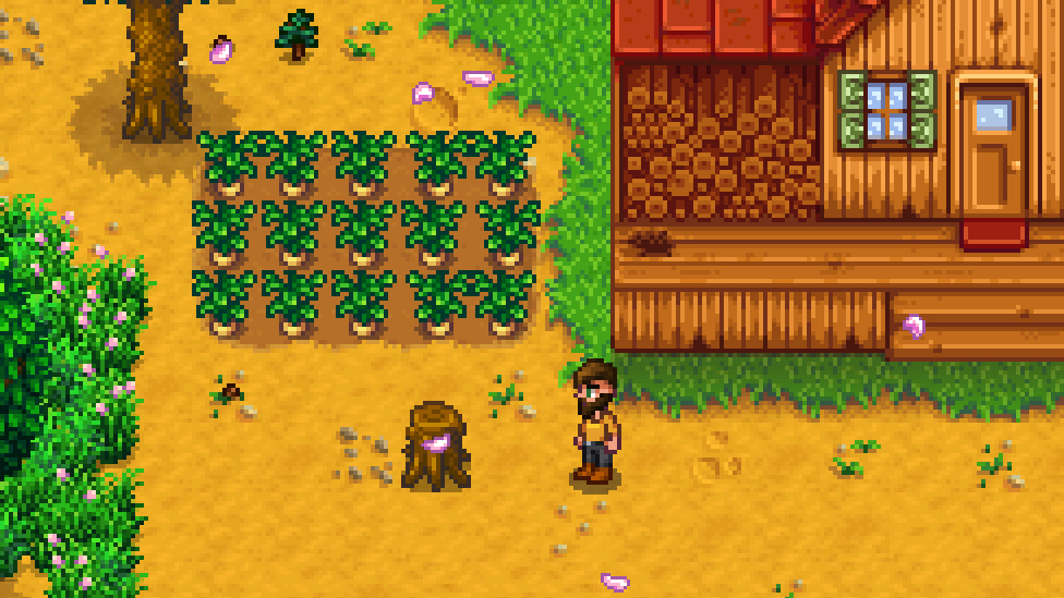 First Harvest of Parsnips