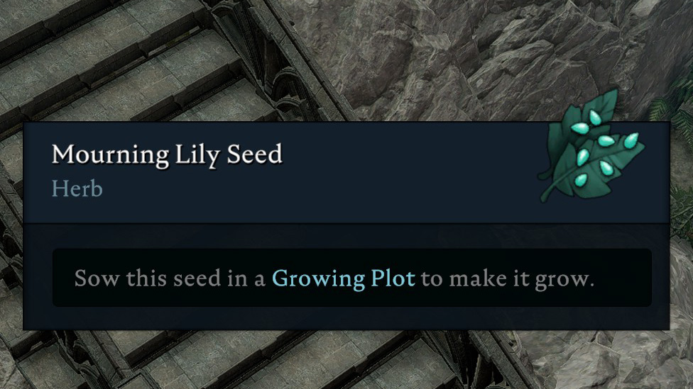 Mourning Lily Seed