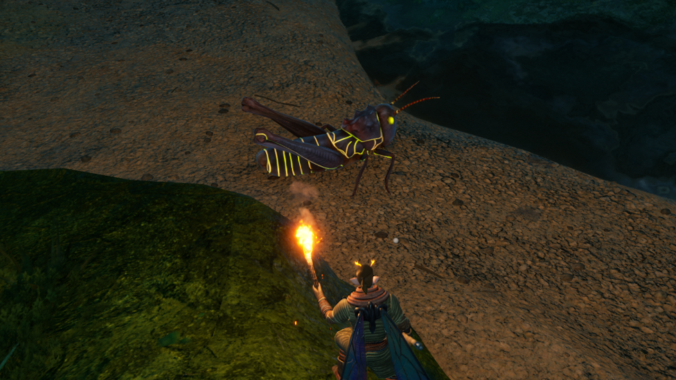  Nocturnal Grasshopper