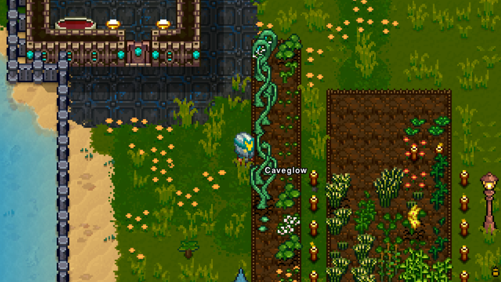  harvesting Caveglow Sprouts