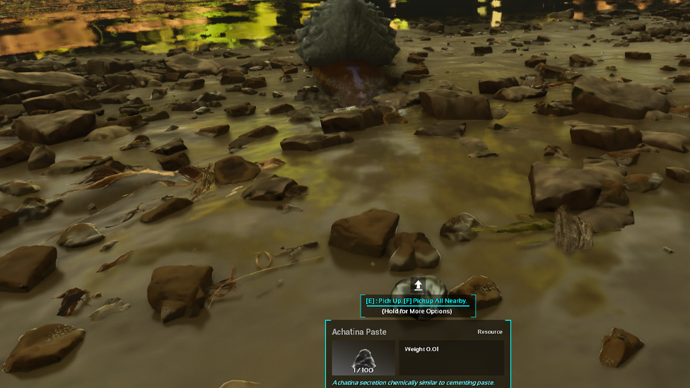  Collecting Achatina Paste From Achatina