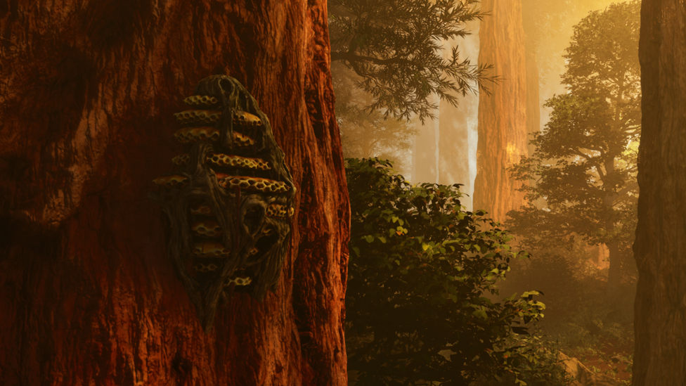  Beehive in the Redwood Forest