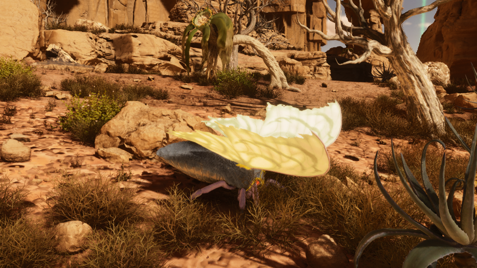  Lymantria Can Be found in Mountainous Regions