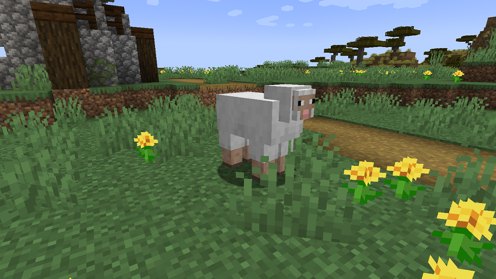  Sheep