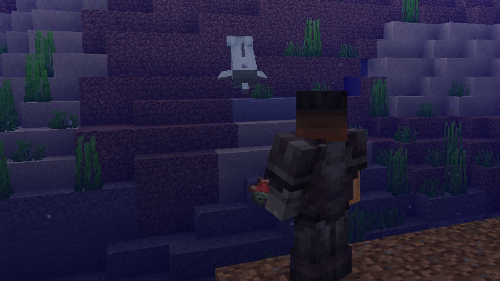  Dolphins are Perfect Companion for Underwater Exploration