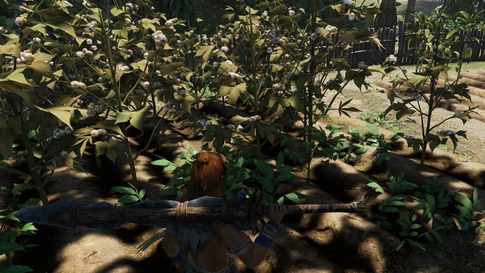  Harvesting Cotton in Barbarian Barracks