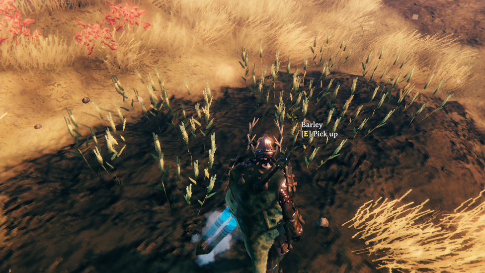 Barley in Plains Biome