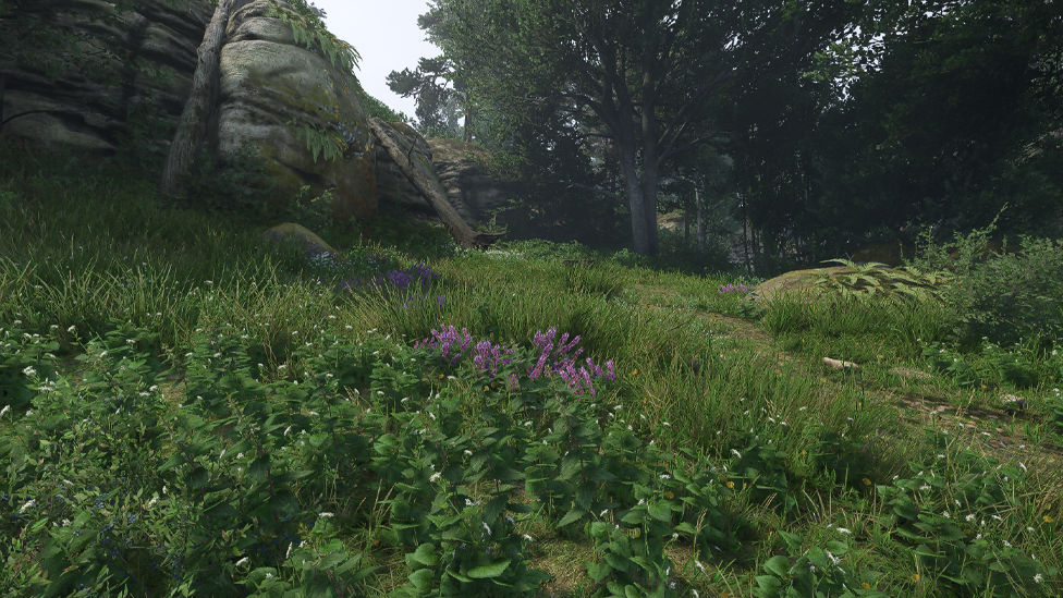 Meadows Where You Can Find Chamomile and Sage