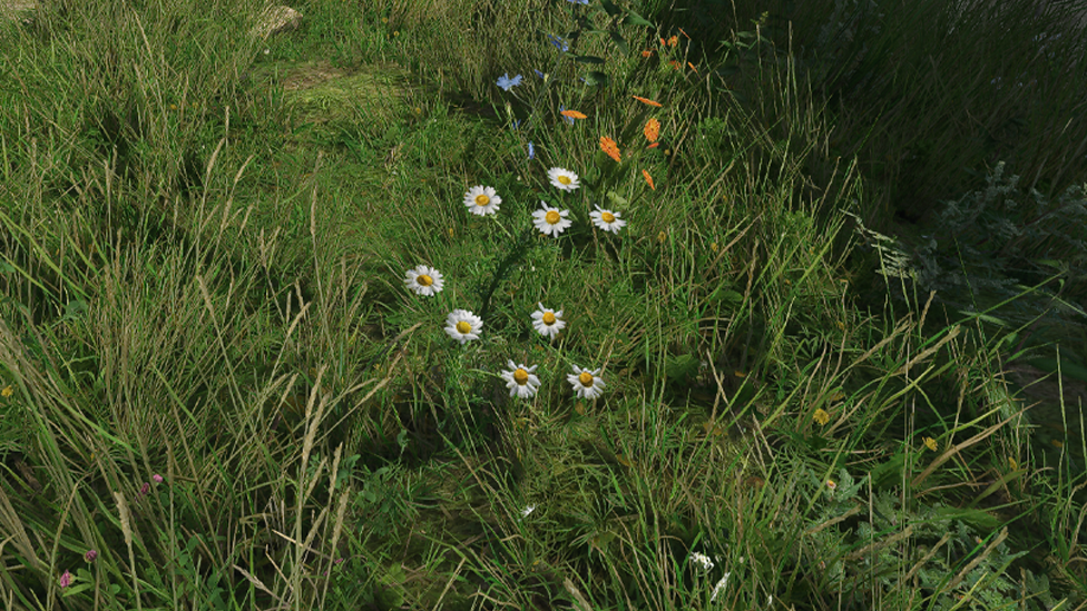 Chamomile