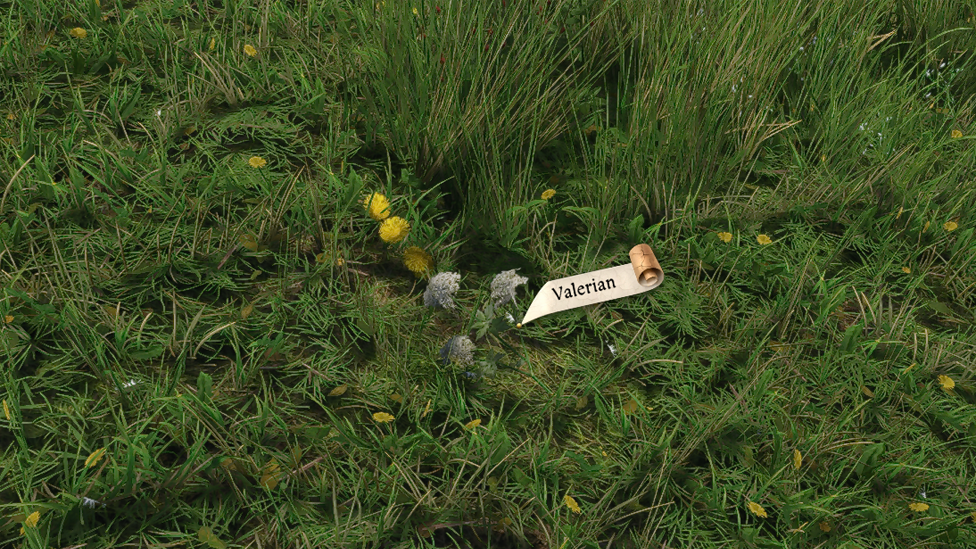 Be Sure to Gather Other Herbs too Like Valerian