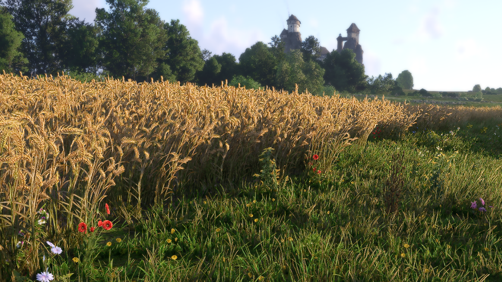 Poppy in Fields