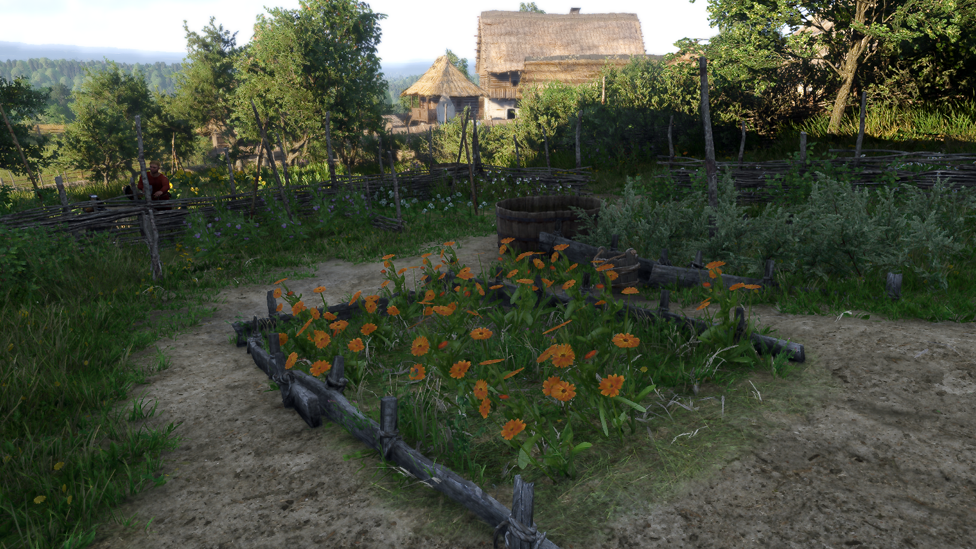 Marigold Garden Near the Farm