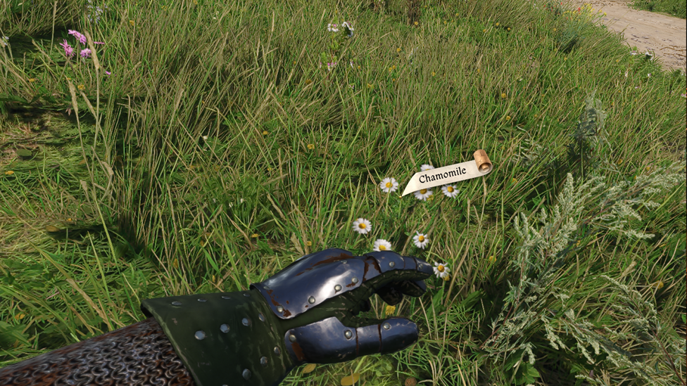 Chamomile in Open Grassland