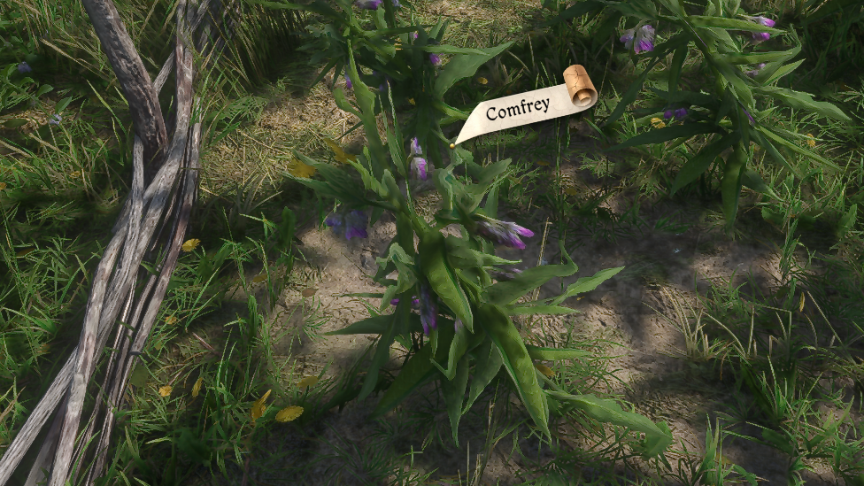 Comfrey