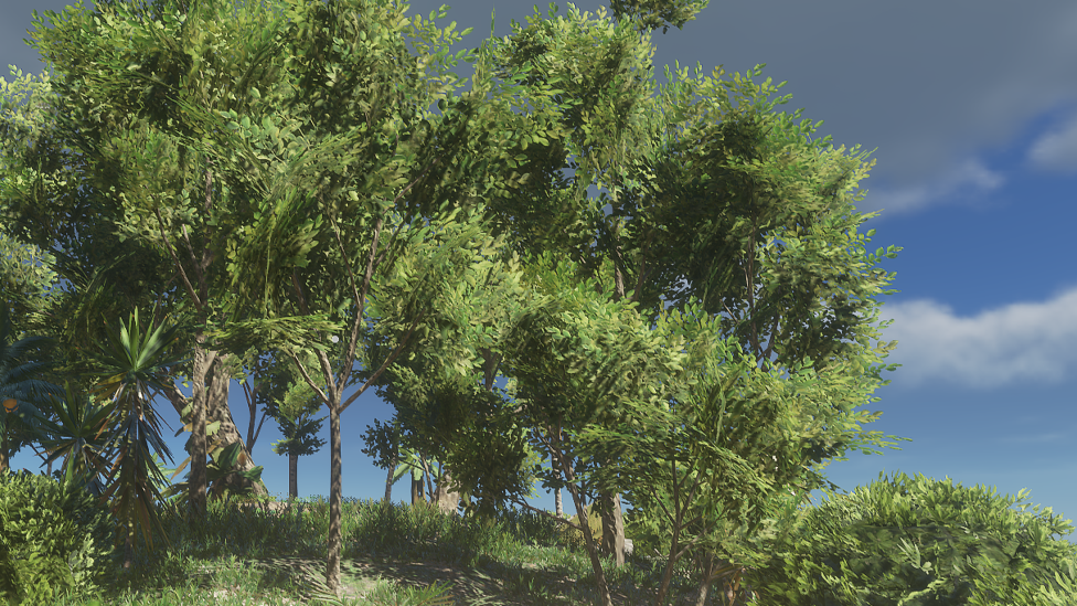 Once You Cut Down a Tree in SD - They Won&#039;t Grow Back