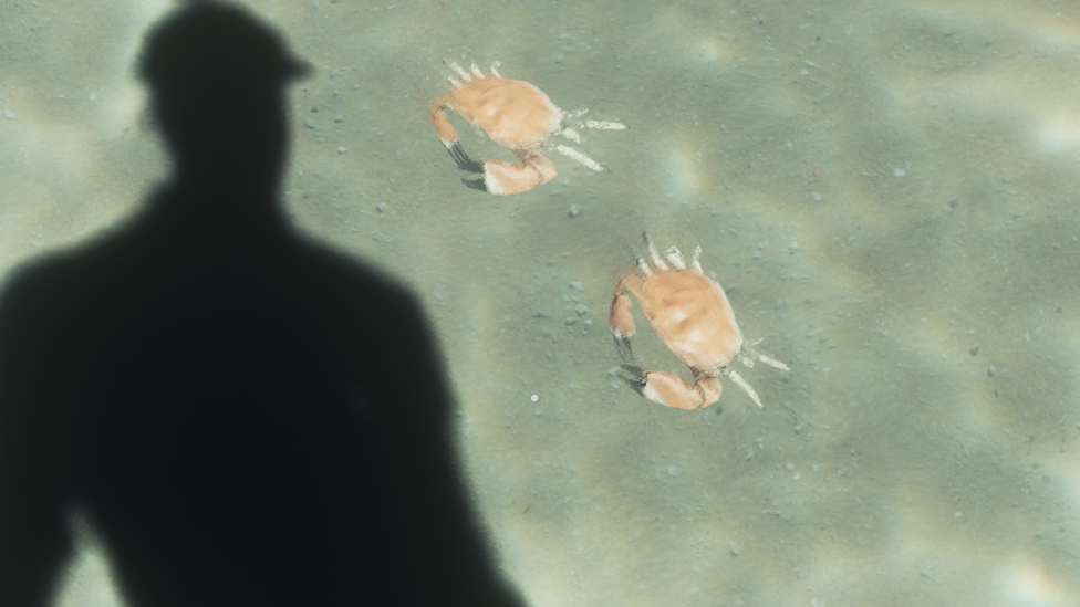 Crabs in Stranded Deep