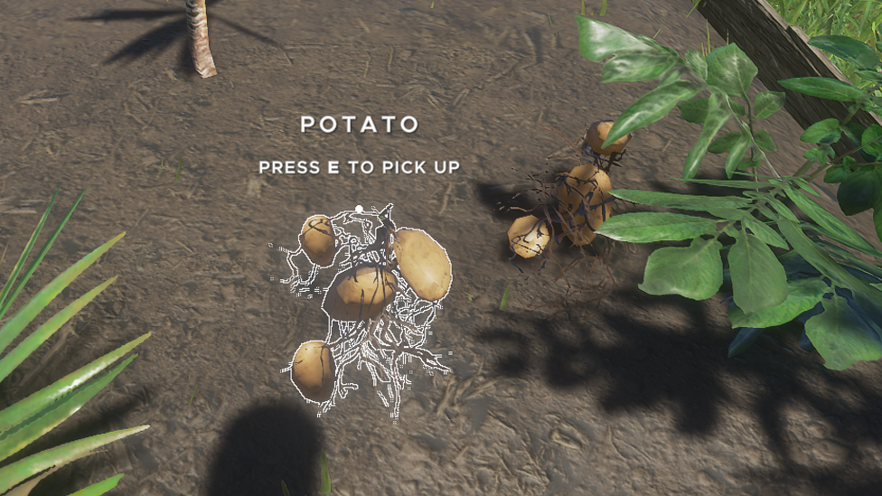 Growing Potatoes