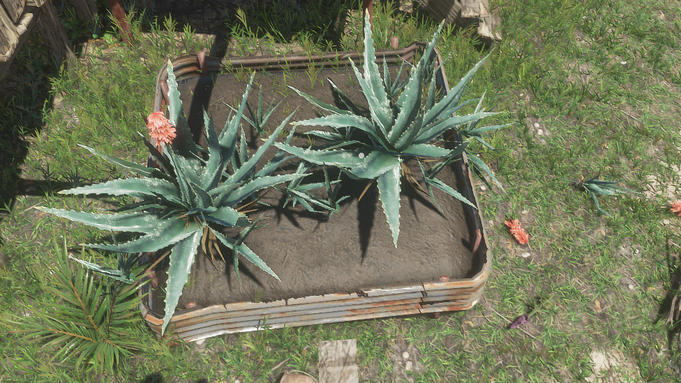 Aloe Vera Plants