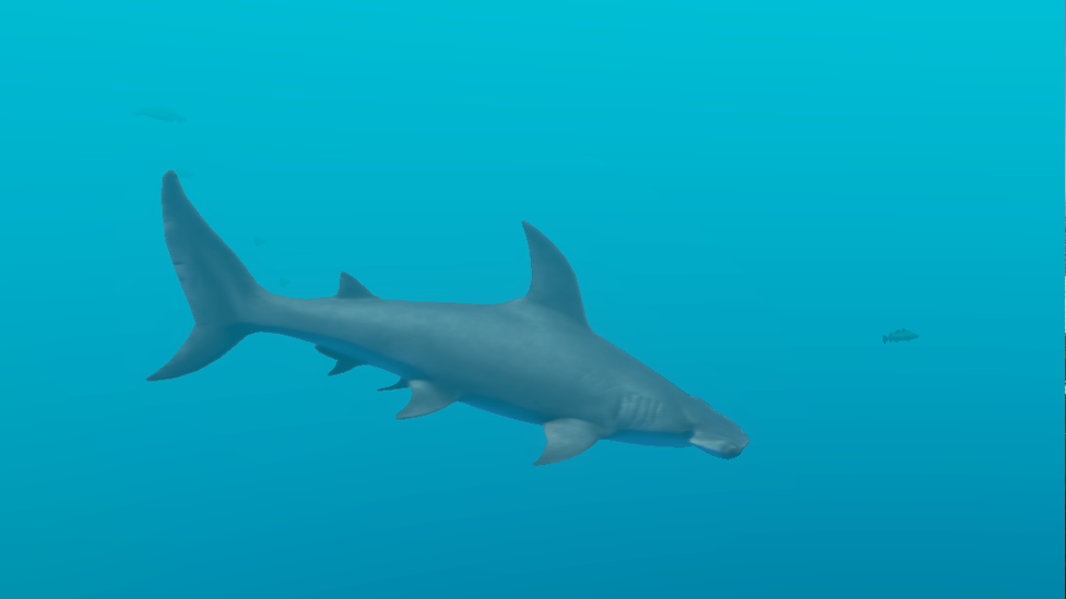 Hammerhead Shark