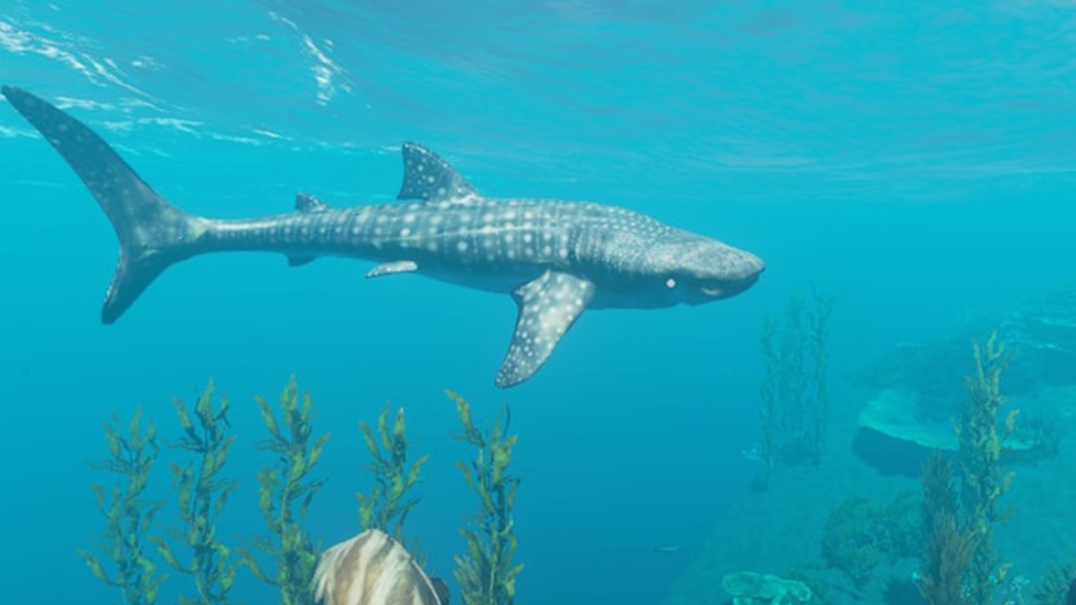 Passive Whale Shark