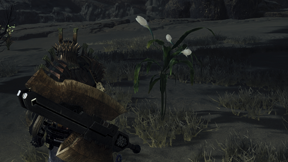 Nightflower in Windward Plains