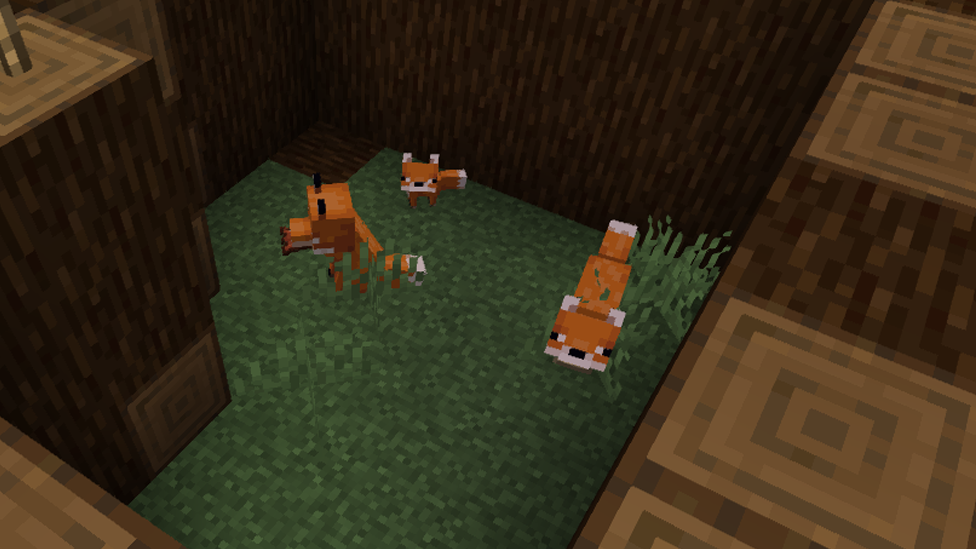 Taming and Feeding Foxes
