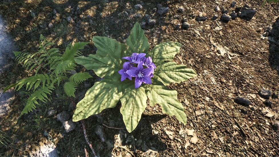 Gather Mandrake Root as Much as You Can