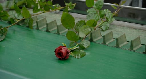 Still from A Flower in the Mouth