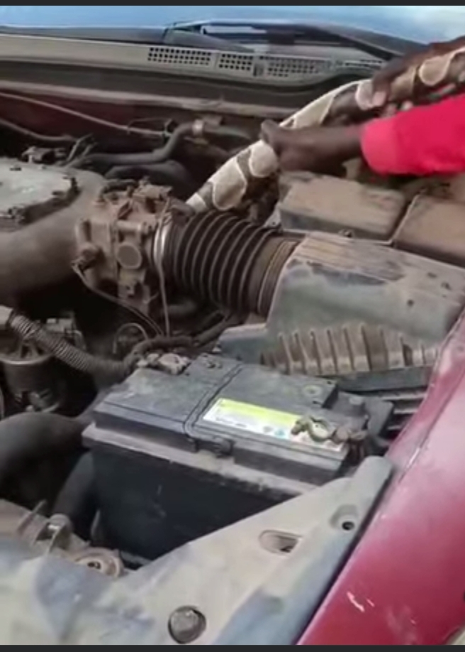 Video: Giant Snake Pulled From Car Engine Sparks Reactions Online