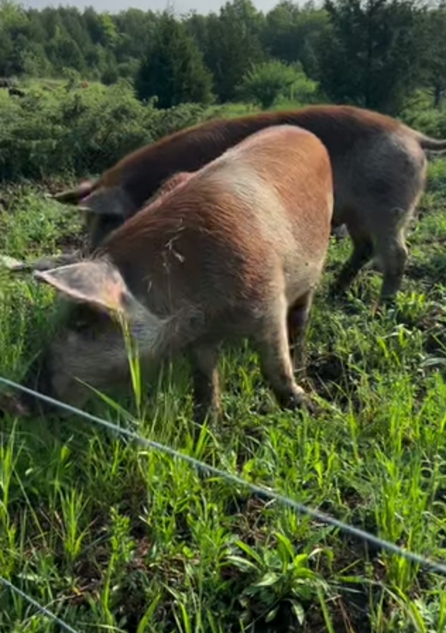 Massive Fire Destroys Canadian Pig Farm Amid Ontario Wildfires