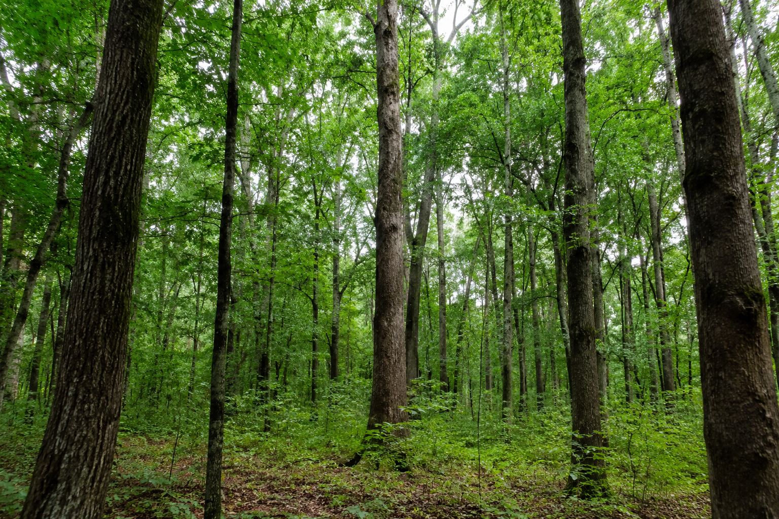 The Hidden Environmental Cost of Human-Made Forests
