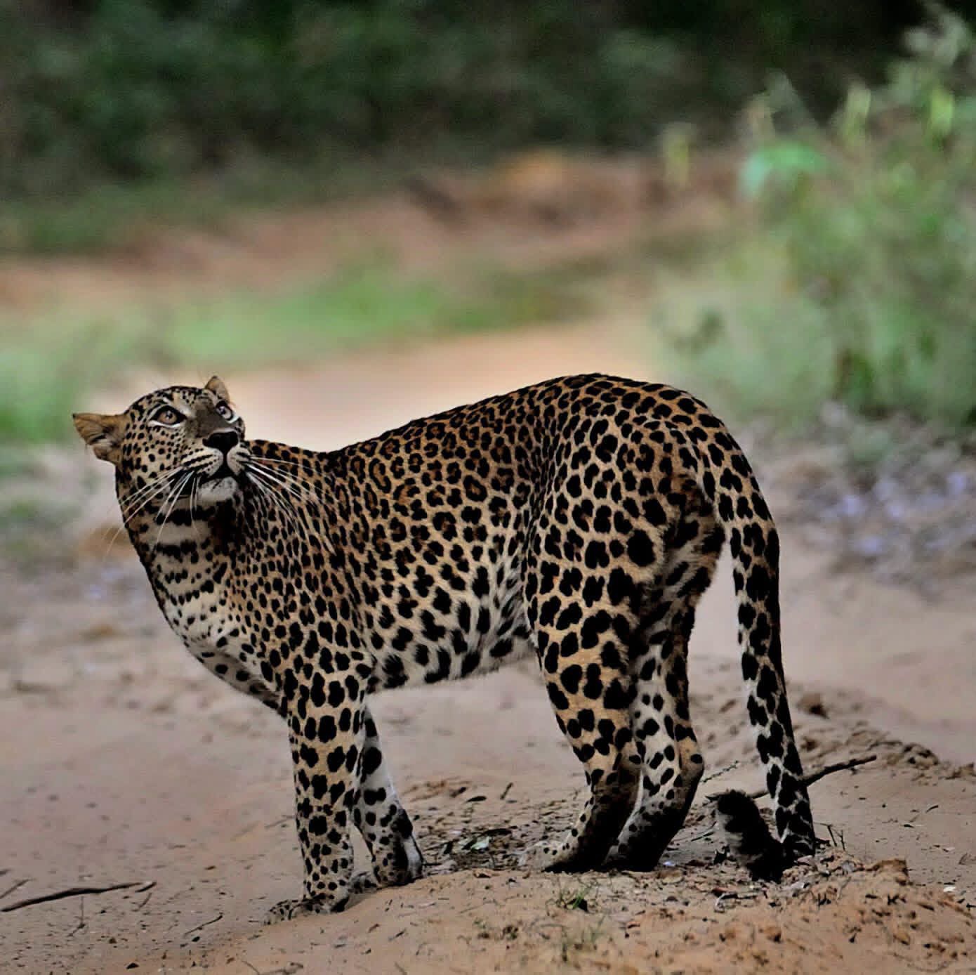Full Day Shared Yala Safari Tour - Yala Safari Package