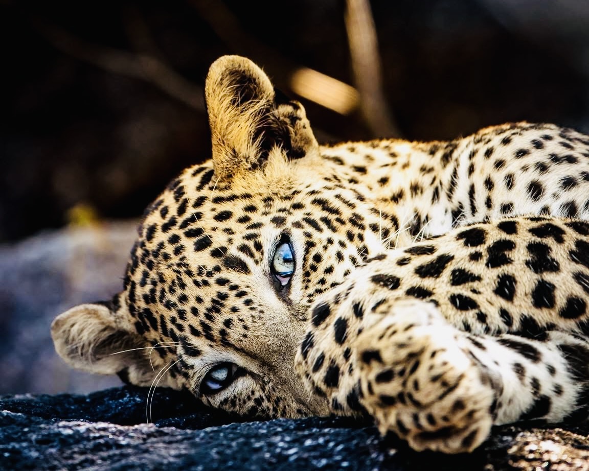 Yala Safari | Jeep Tours from $14 - Yala National Park Safari Blog